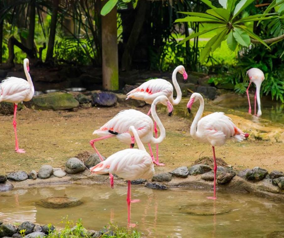 حديقة الطيور